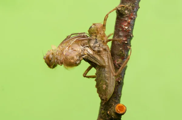 Libelula quadrimaculata — Fotografia de Stock