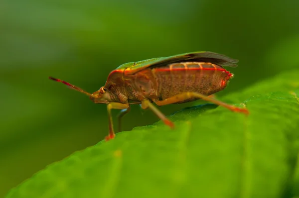 Palomena prasina — стокове фото