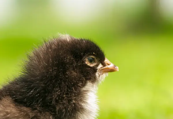 Chicken — Stock Photo, Image