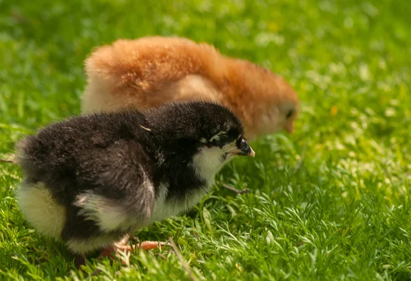 Chicken — Stock Photo, Image