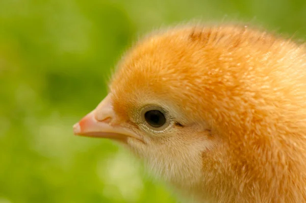 Chicken — Stock Photo, Image