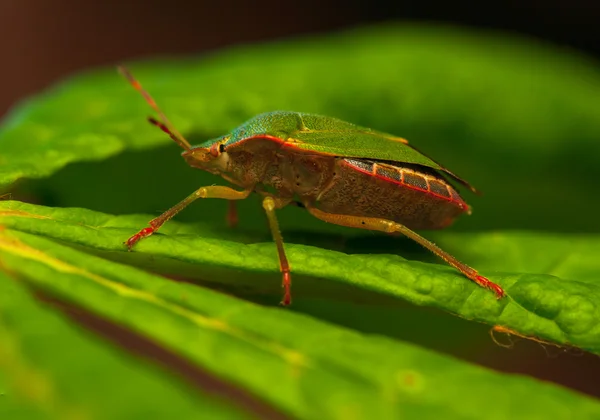 Palomena prasina — Zdjęcie stockowe