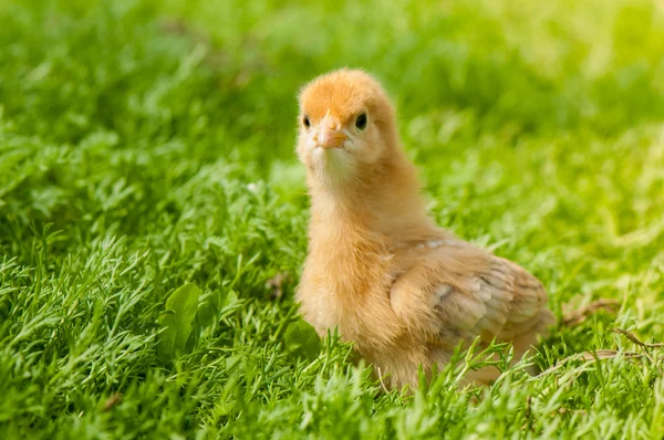 Chicken — Stock Photo, Image