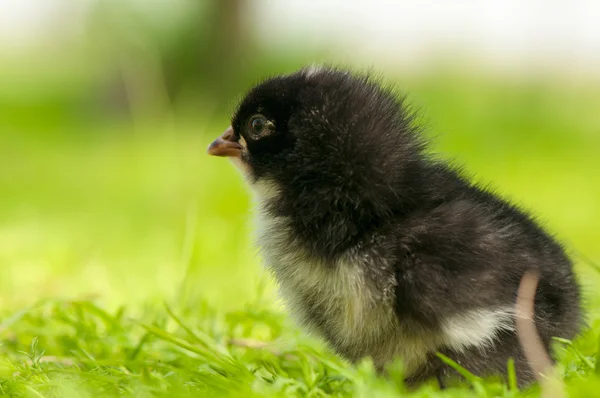 Chicken — Stock Photo, Image