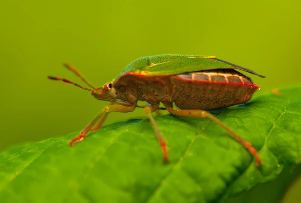 Palomena prasina — Foto Stock