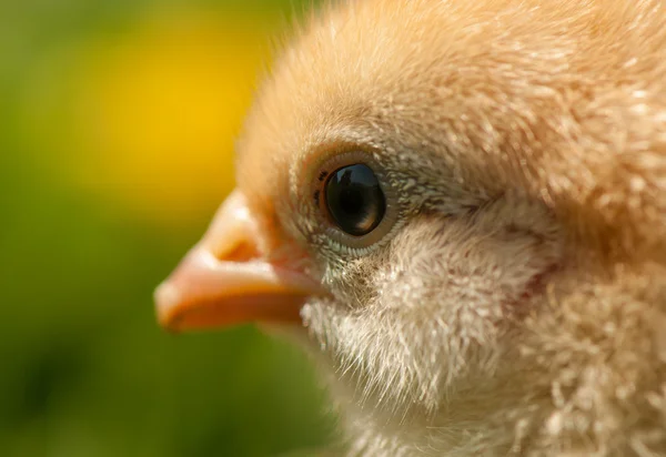 Chicken — Stock Photo, Image