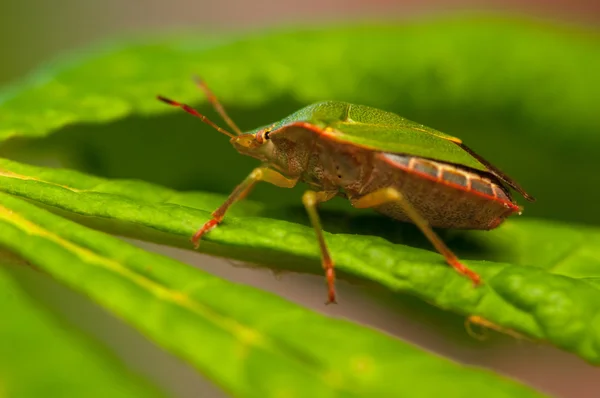 Palomena prasina — Zdjęcie stockowe