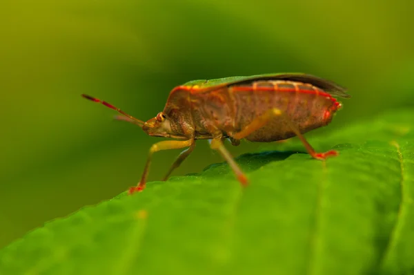 Palomena prasina — Zdjęcie stockowe