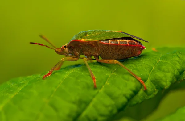 Palomena prasina — Fotografia de Stock