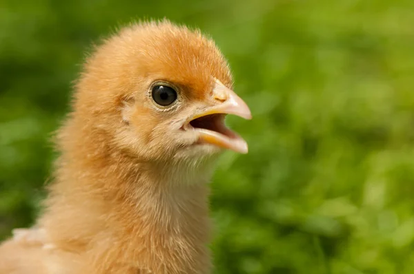 Chicken — Stock Photo, Image