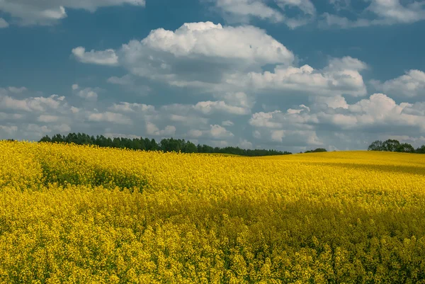 Brassica napus — Fotografia de Stock