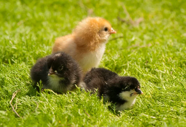 Chicken — Stock Photo, Image