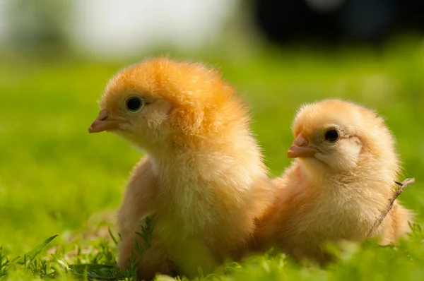 Chicken — Stock Photo, Image