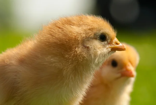 Chicken — Stock Photo, Image