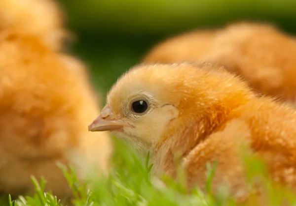 Chicken — Stock Photo, Image