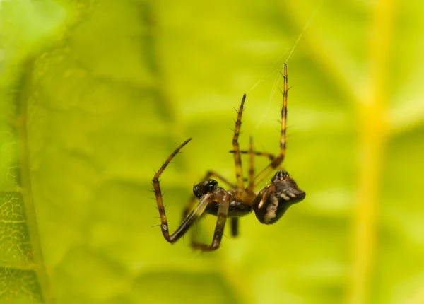 Malý pavouk — Stock fotografie