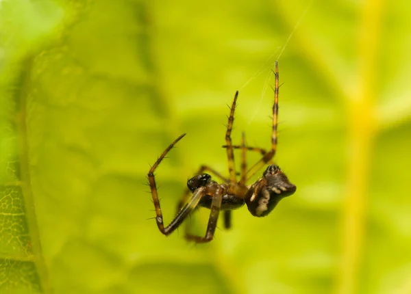 Aranha pequena — Fotografia de Stock