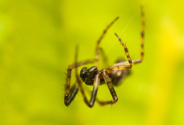 Liten spindel — Stockfoto