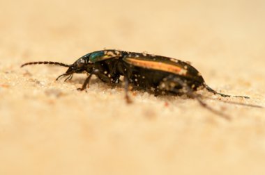 Poecilus lepidus