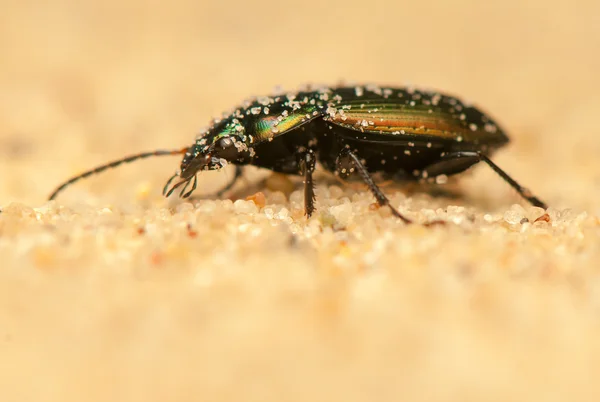 Poecilus versicolor — Fotografia de Stock