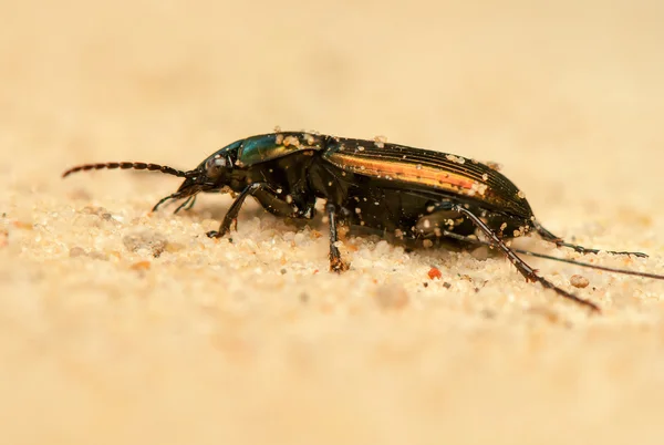 Poecilus lepidus — Foto Stock