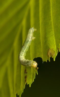 Operophtera cf. brumata