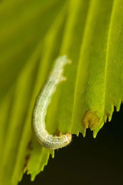 Operophtera brumata βλ. — Φωτογραφία Αρχείου