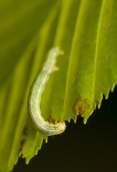 Operophtera cf. Brumata — Stockfoto