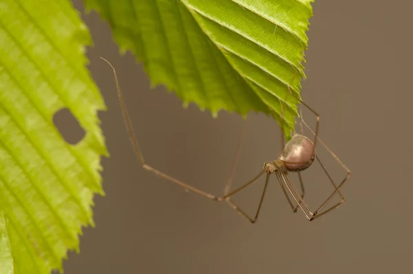 Pholcus. — Fotografia de Stock