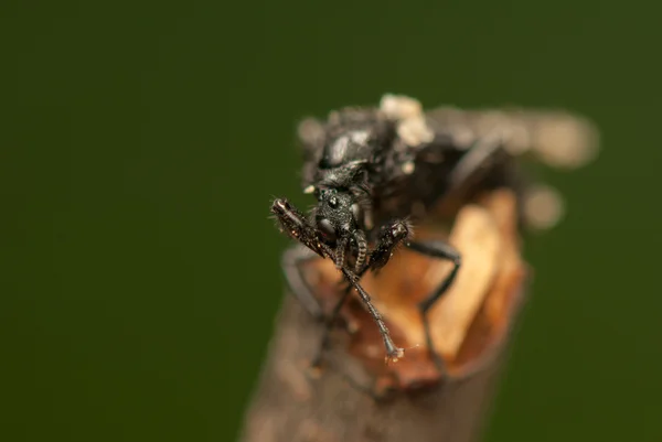 Bibio insect — Stock Photo, Image