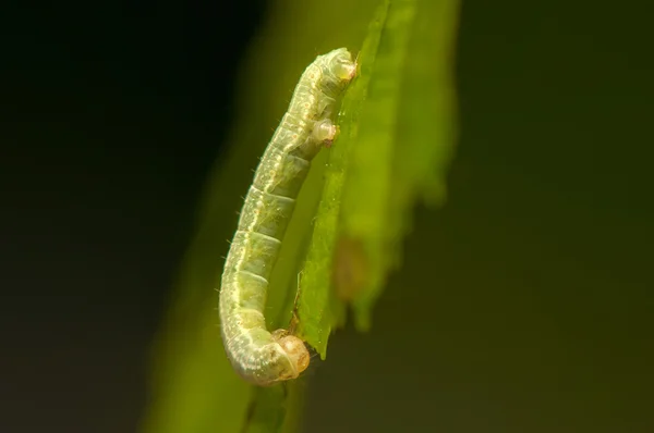 Operophtera brumata jfr Stockfoto