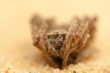 Araneus angulatus