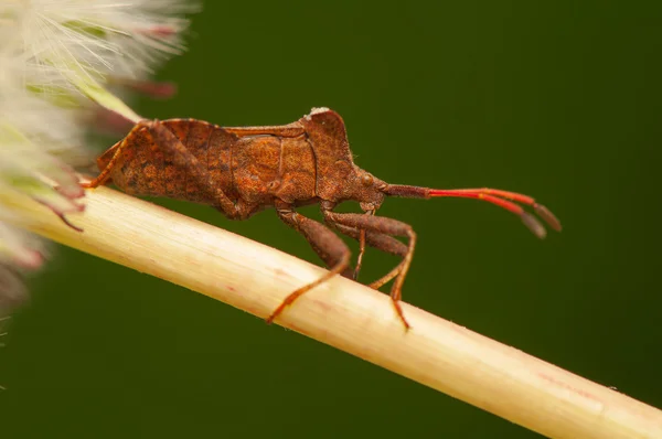 Coreus marginatus — Foto de Stock