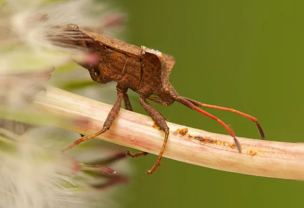 Coreus marginatus — Photo