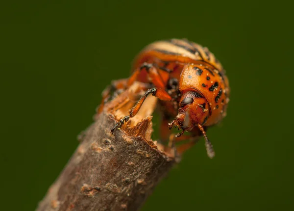 Rootworm — Stock Photo, Image