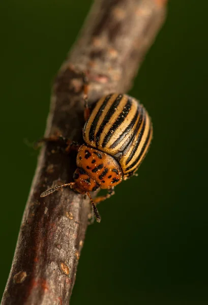 Wurzelwurm — Stockfoto