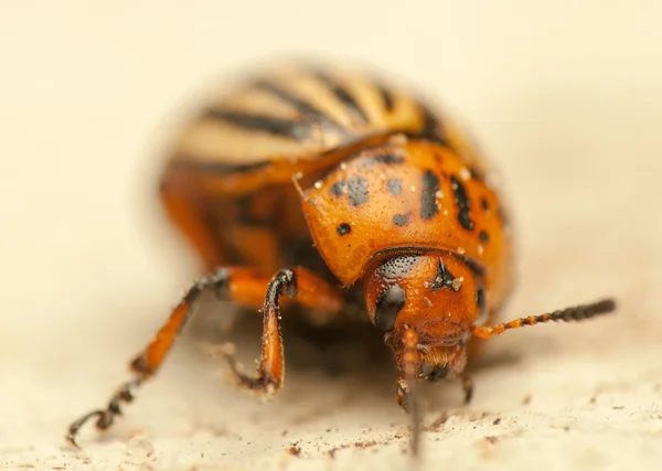 Rootworm — Stock Photo, Image