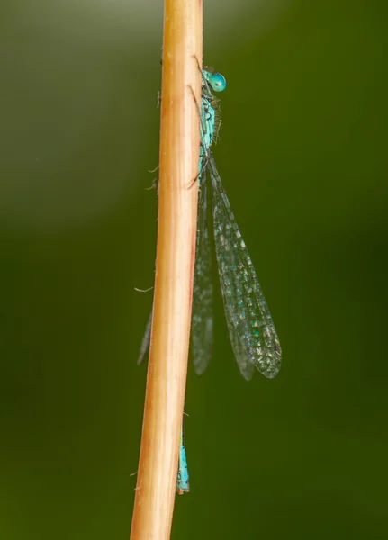 Ischnura pumilio — стокове фото