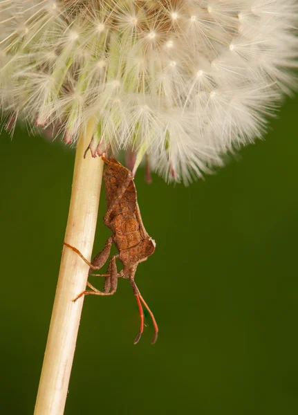 Coreus marginatus — Stockfoto