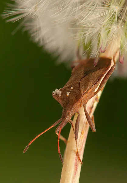 Coreus marginatus — Fotografia de Stock