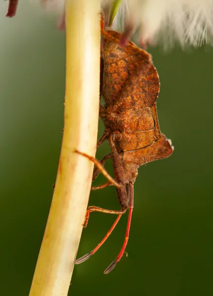 Coreus marginatus — Stock fotografie