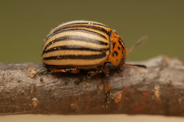 Rootworm — Stock Photo, Image