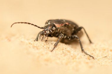 Carabus arcensis