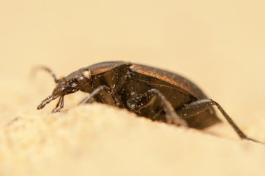 Carabus arcensis