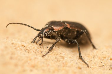 Carabus arcensis