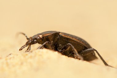 Carabus arcensis