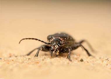 Carabus arcensis
