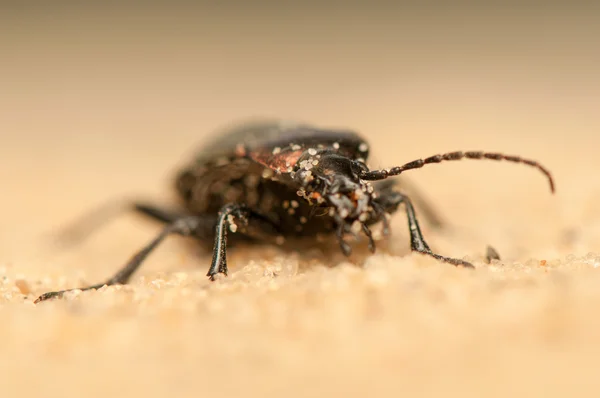 Carabus arcensis — Zdjęcie stockowe