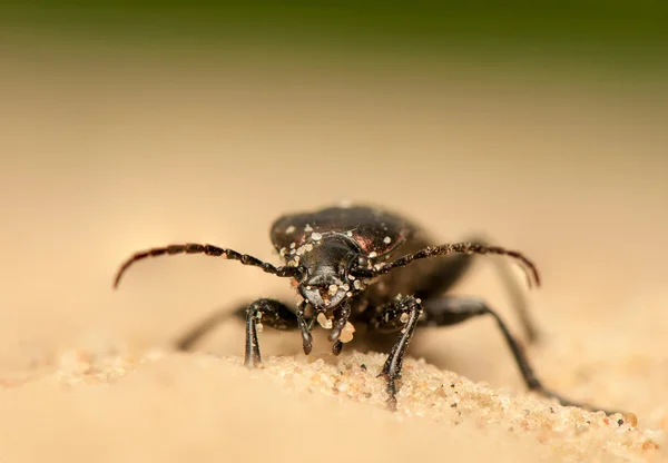 Carabus arcensis — Stockfoto