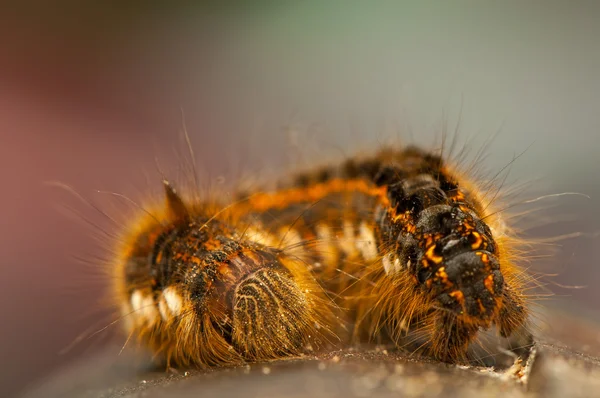 Euthrix potatoria — 图库照片